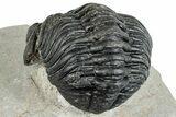 Bargain, Curled Pedinopariops Trilobite - Mrakib, Morocco #287700-1